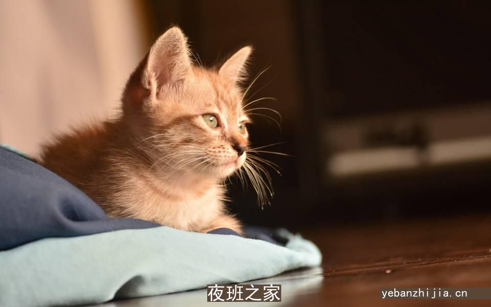 武汉很大场所招聘服务员女兼职[亲自驻场生意好]