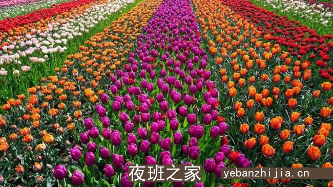 烟台很大场所招聘礼仪女生意好[待遇高老板多出手大方]不收费