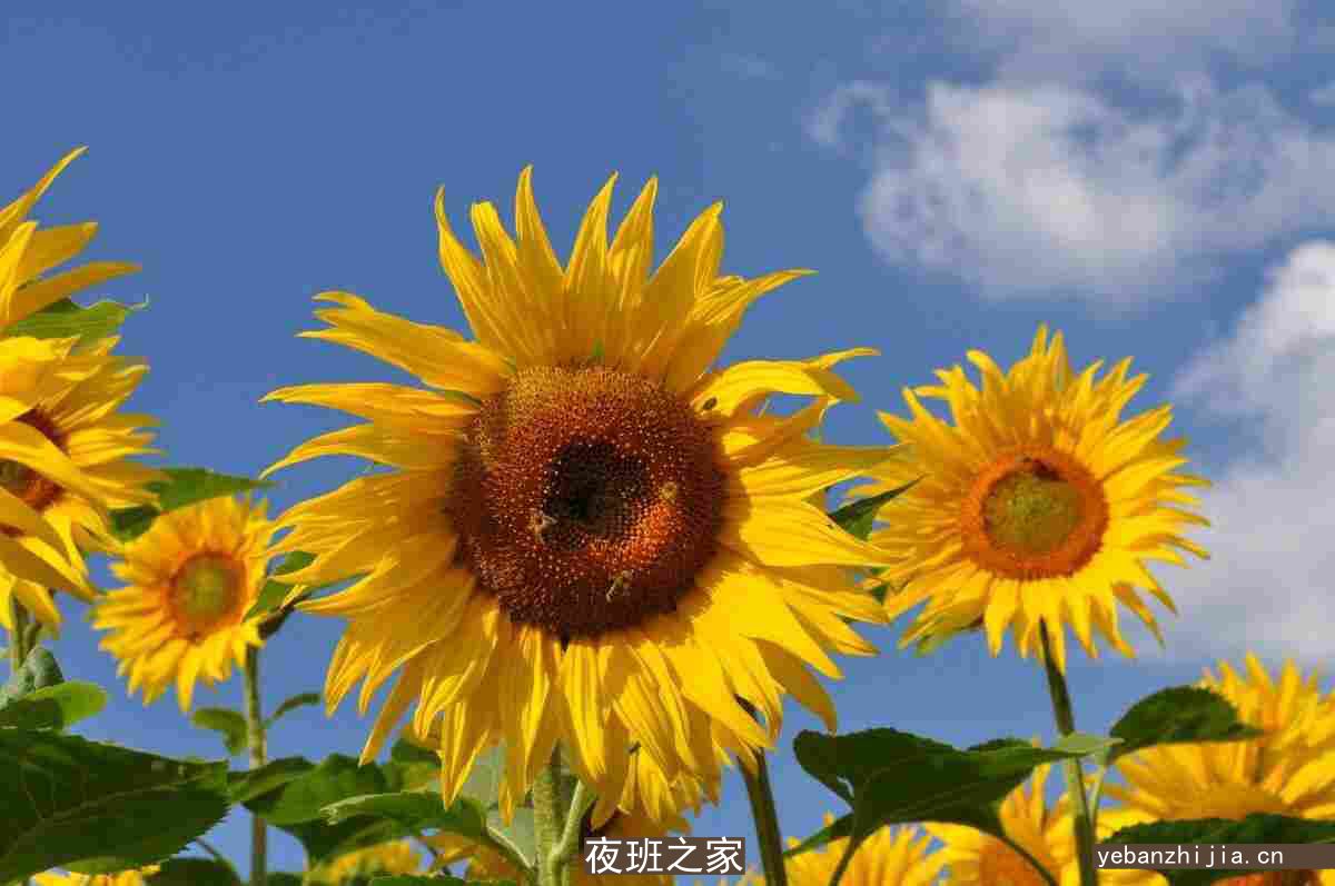 长沙很大场所招聘女包厢服务员网[求职认准军哥很靠谱]轻松