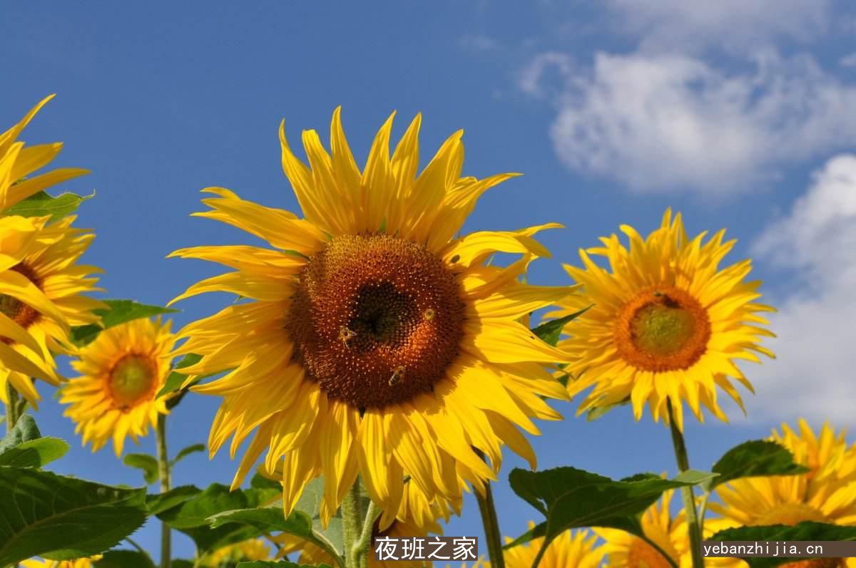 淮南最稳定ktv招聘礼仪网[只要努力证明自己]好上班